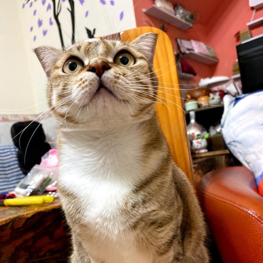 Qg Life 城中館 寵物親子釣魚人民宿 Jincheng Bagian luar foto